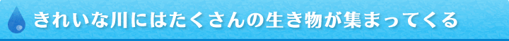 きれいな川にはたくさんの生き物が集まってくる