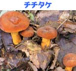 �`�`�^�P