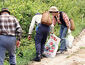 山菜採り