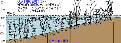 水草の分類