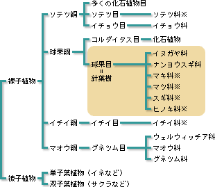 裸子植物の系統の図