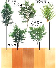 針葉樹の森 水の話 フジクリーン工業株式会社