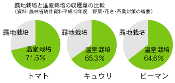 露地栽培と温室栽培の収穫量の比較