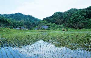 水田