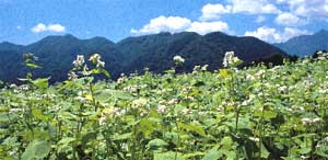 蕎麦の花