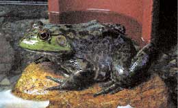 ウシガエル