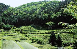 里山の風景