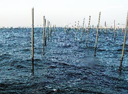 海苔養殖
