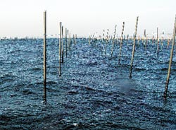 海苔養殖