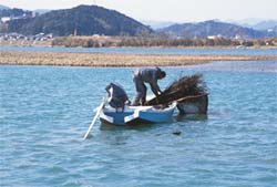 柴づけ漁