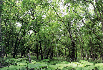 ワッカ原生花園