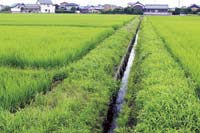 田んぼ