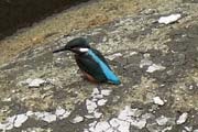 カワセミ
