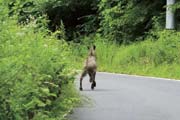 カモシカ