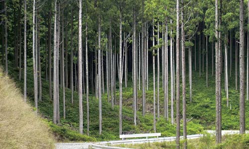 山の手入れ