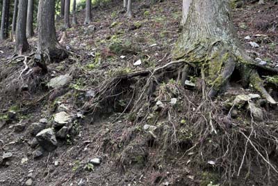 木の根の露出