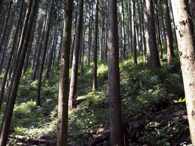 手入れが施された森