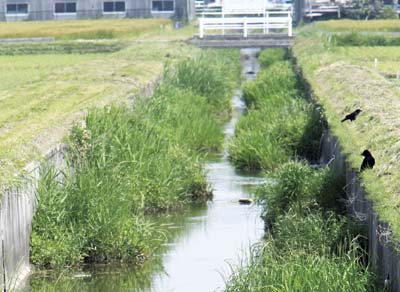 排水路