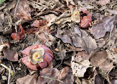 地面に落ちた植物の実や葉