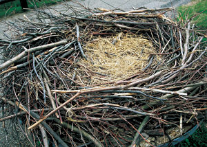 コウノトリの巣
