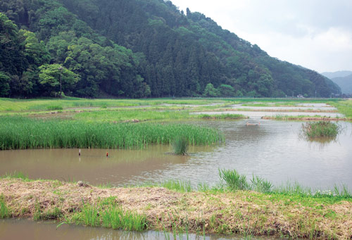 戸島湿地公園