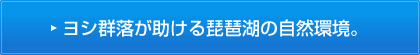 ヨシ群落が助ける琵琶湖の自然環境。