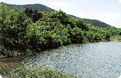 里山の湿地