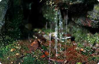 城下町・弘前に息づく水文化